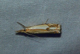 Double-banded Grass Veneer Moth - <i>Crambus agitatellus</i>