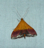 Bicolored Pyrausta Moth - <i>Pyrausta bicoloralis</i>