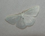 Virgin Moth - <i>Protitame virginalis</i>
