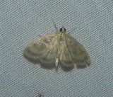 Pale-winged Crocidophora Moth - <i>Crocidophora tuberculalis</i>
