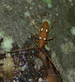 Ivory-marked Beetle - <i>Eburia quadrigeminata</i>