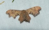 Brown Scoopwing - <i>Calledapteryx dryopterata</i>