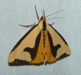 Clymene Moth - <i>Haploa clymene</i>