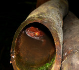 Spiny-crowned Treefrog - <i>Anotheca spinosa</i>