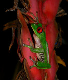Red-eyed Treefrog - <i>Agalychnis callidryas</i>