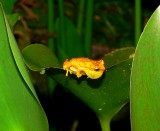 Hourglass Treefrog - <i>Dendropsophus ebraccatus</i>