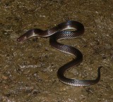 Hoffmanns Earthsnake - <i>Geophis hoffmanni</i>