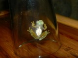 Powdered Glass Frog - <i>Teratohyla pulverata</i>