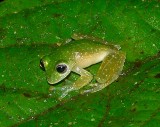 Powdered Glass Frog - <i>Teratohyla pulverata</i>