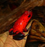 Strawberry Poison Frog - <i>Oophaga pumilio</i>