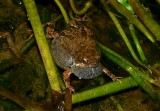Tungara Frog - <i>Physalaemus pustulosus</i>