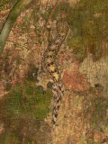 Turnip-tailed Gecko - <i>Thecadactylus rapicauda</i>
