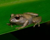 Pygmy Rainfrog - <i>Pristimantis ridens</i>