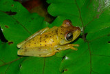 Gladiator Treefrog - <i>Hypsiboas rosenbergi</i>