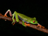 Tree Frog - <i>Agalychnis saltator</i>