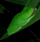 Tree Frog - <i>Agalychnis saltator</i>