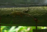 Emerald Swift - <i>Sceloporus malachiticus</i>