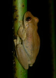 Olive-snouted Treefrog - <i>Scinax elaeochroa</i>