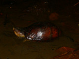 Mud Turtle - <i>Kinosternon scorpioides</i>