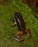 Talamancan Rocket Frog - <i>Allobates talamancae</i>