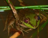 Frog - <i>Lithobates vaillanti</i>