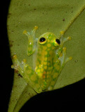 Reticulated Glass Frog - <i>Hyalinobatrachium valerioi</i>