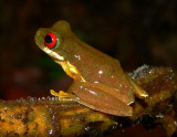 Red-eyed Stream Frog - <i>Duellmanohyla rufioculis</i>
