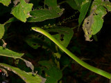 Rough Green Snake - <i>Opheodrys aestivus</i>