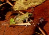 Blanchards Cricket Frog - <i>Acris crepitans blanchardi</i>