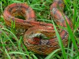 Corn Snake - <i>Elaphe guttata guttata</i>