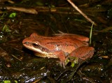 New Jersey Chorus Frog - <i>Pseudacris kalmi</i>
