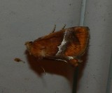 Yellow-shouldered Slug Moth - <i>Lithacodes fasciola</i>