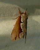 Double-toothed Prominent - <i>Nerice bidentata</i>