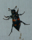 Roundneck Sexton Beetle - <i>Nicrophorus orbicollis</i>
