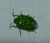 Juniper Stink Bug - <i>Banasa euchlora</i>