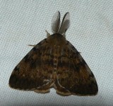 Gypsy Moth - <i>Lymantria dispar</i>