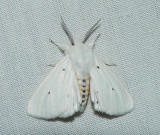 Virginian Tiger Moth - <i>Spilosoma virginica</i>