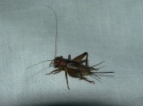 Cricket - <i>Allonemobius</i>