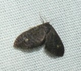 Planthopper Parasite Moth - <i>Fulgoraecia exigua</i>