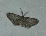 Texas Gray Moth - <i>Glenoides texanaria</i>