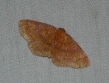 Black-dotted Ruddy Moth - <i>Ilecta intractata</i>