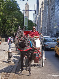 Carriage near Central Park
