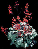 Cinnabar Silver