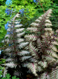 Pewter Lace Japanese Painted Fern