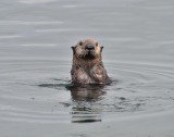 Sea Otter