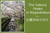 The Sakura Peaks in Nagaokakyo