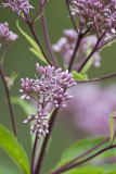 Spotted Joe Pye Weed (Eupatorium maculatum)