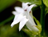 Great Lobelia (Lobelia siphilitica) (all white)