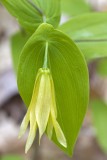 Large-flowered bellwort (Uvularia grandiflora)