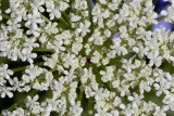 Queen Annes Lace (Daucus carota)